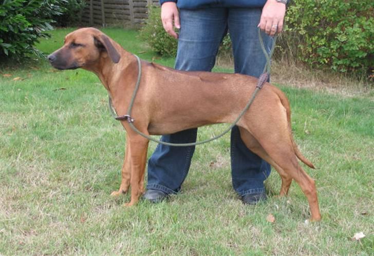 Rhodesian ridgeback Kuzonga's Eunike - R.I.P. billede 14