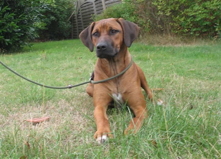Rhodesian ridgeback Kuzonga's Eunike - R.I.P. billede 15