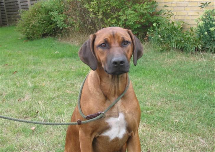 Rhodesian ridgeback Kuzonga's Eunike - R.I.P. billede 16