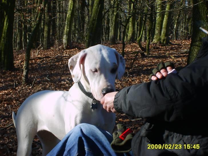 Blanding af racer Sally billede 7