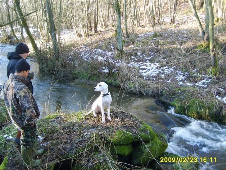 Blanding af racer Sally billede 8