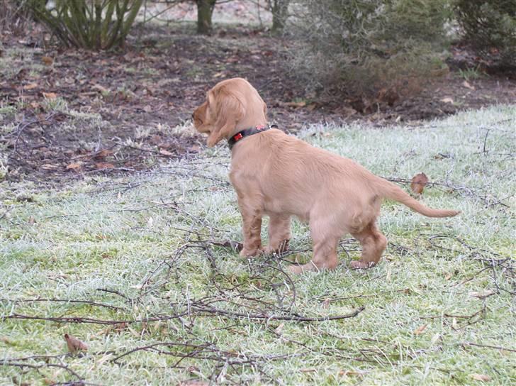 Cocker spaniel Lady - Lady i haven, hvor hun har fået øje på hestene bag hækken... billede 1