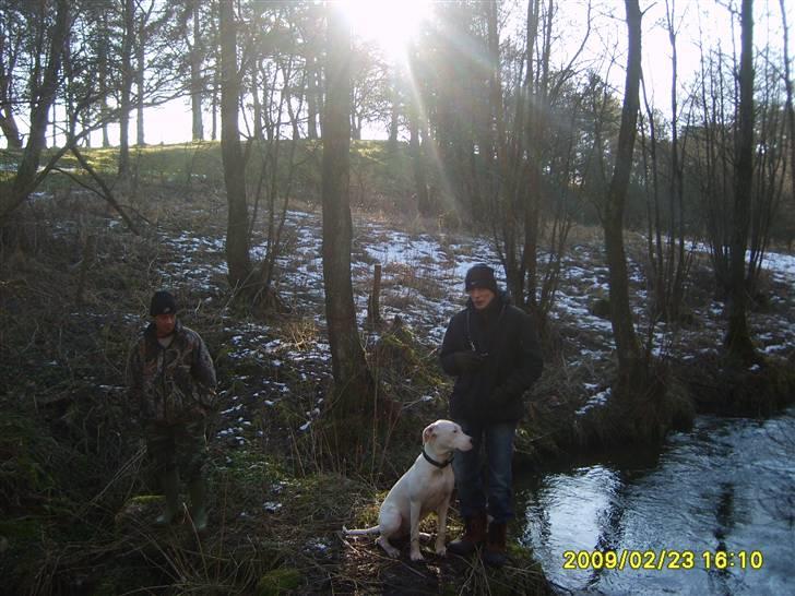 Blanding af racer Sally billede 10