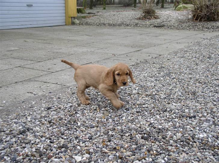 Cocker spaniel Lady billede 2