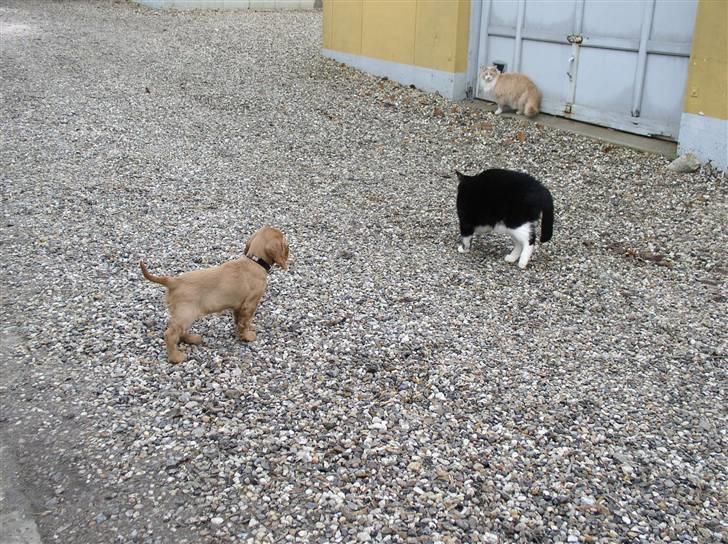 Cocker spaniel Lady - Mon de katte gider at lege? billede 3