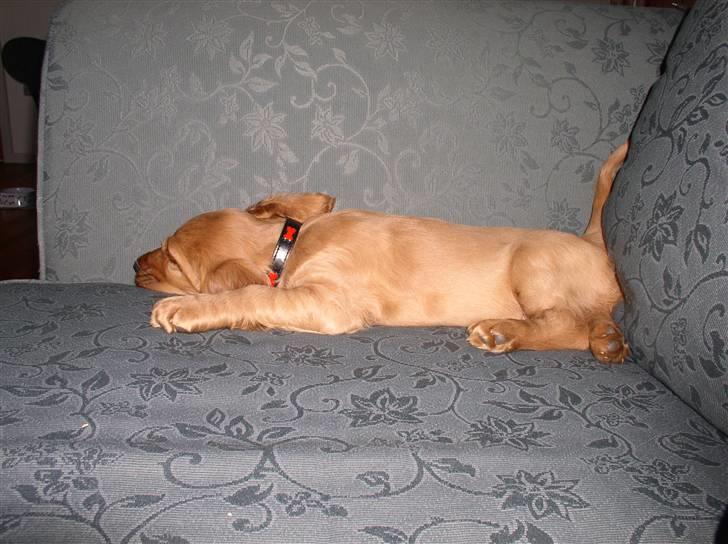 Cocker spaniel Lady - Luksus at sove i sofaen:-) billede 4