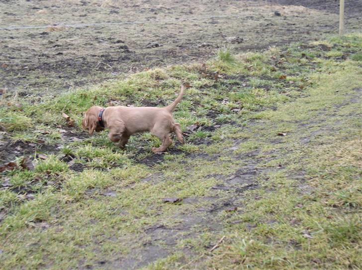 Cocker spaniel Lady - Halen i vejret og så skal der snuses... billede 5