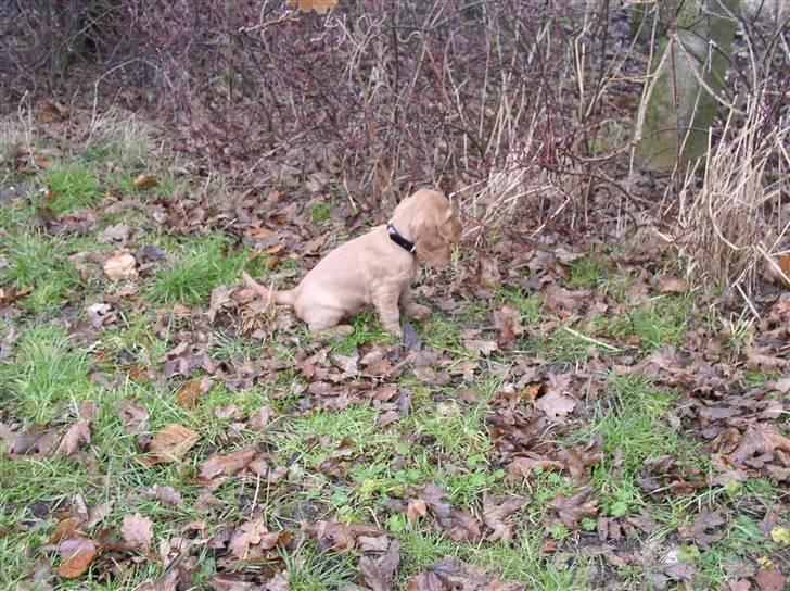 Cocker spaniel Lady - Lady 8 uger.. billede 6