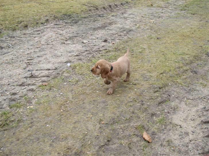 Cocker spaniel Lady billede 7