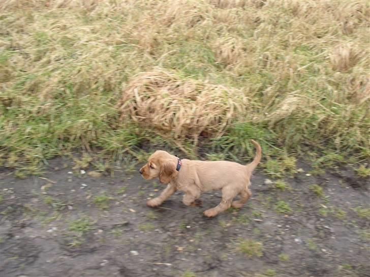 Cocker spaniel Lady billede 8