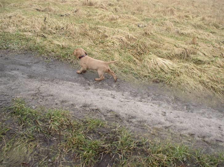 Cocker spaniel Lady billede 9