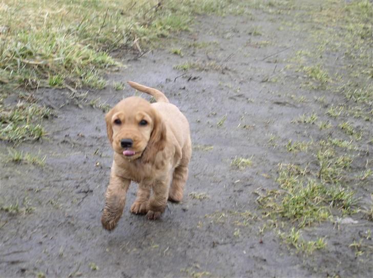 Cocker spaniel Lady - Ja ja, jeg kommer nu.... billede 10