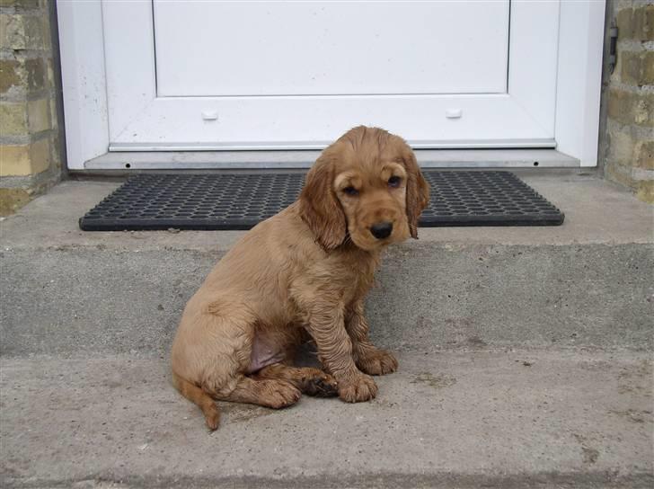 Cocker spaniel Lady - Her bor jeg... billede 11