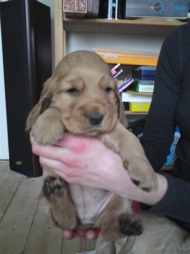 Cocker spaniel Lady - Lady 5 uger gammel... billede 12
