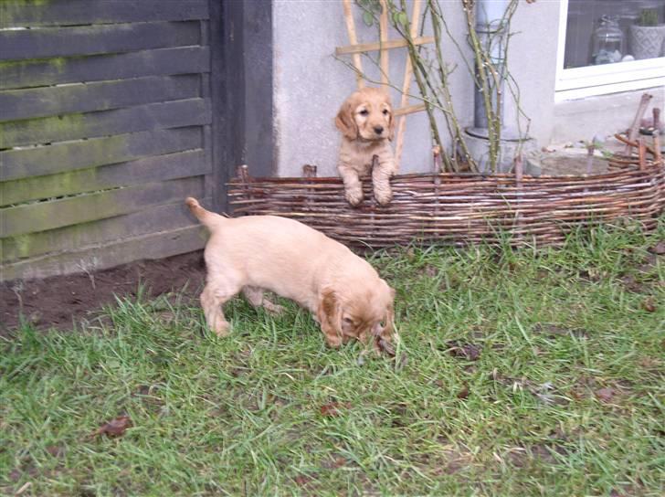 Cocker spaniel Lady - Her sidder jeg godt...  billede 13