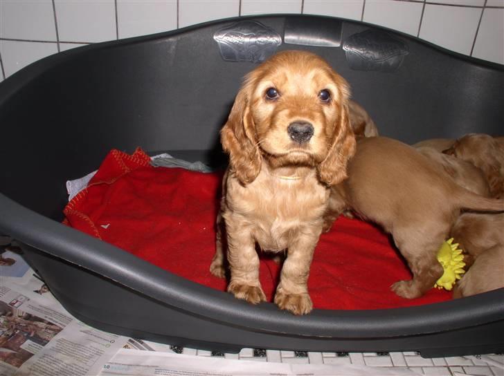 Cocker spaniel Lady - Lady sammn med sine søskende 6,5 uge gammel.. billede 14