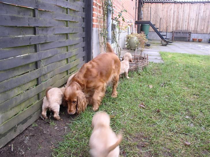 Cocker spaniel Lady - Ladys mor og nogle af hendes søskende.. billede 15