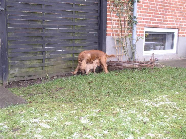 Cocker spaniel Lady - Lady med sin mor, Molly.. billede 16