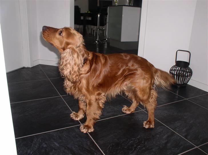 Cocker spaniel Lady - Ladys far, Balder... billede 17