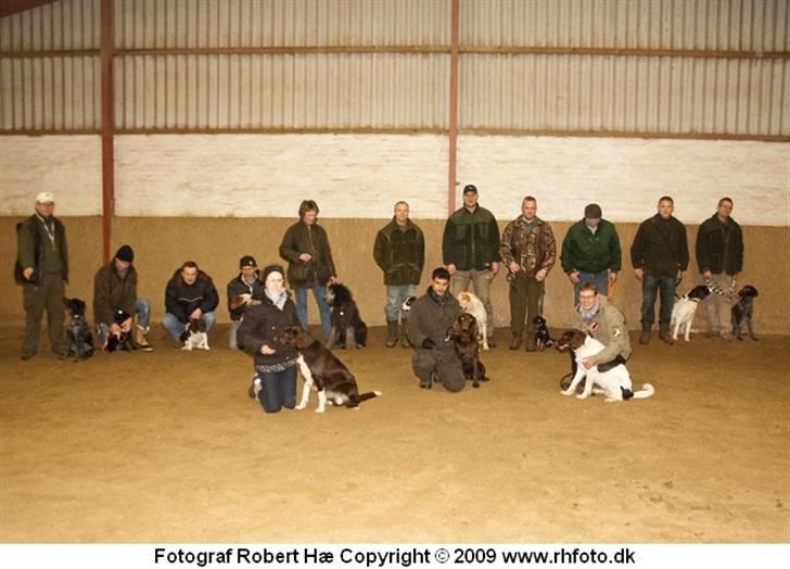Langhåret hønsehund Freja - freja til lydighedstræning med de andre jagthunde. billede 9