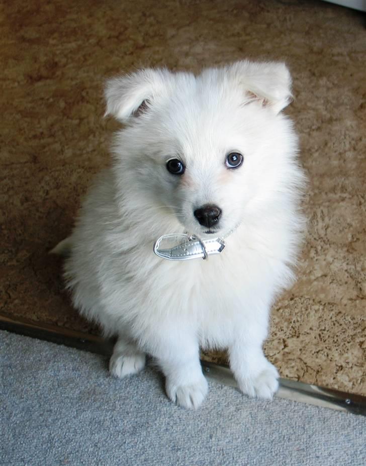 Samojedhund Kiwi  (hvalp) - Kiwi en dejlig samojede billede 1