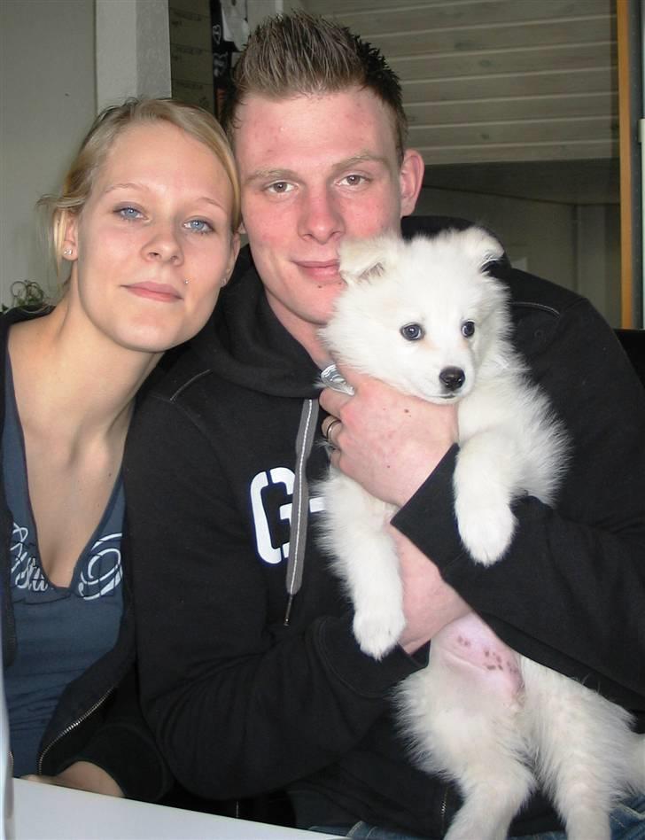 Samojedhund Kiwi  (hvalp) - det er så vores lille familie billede 2