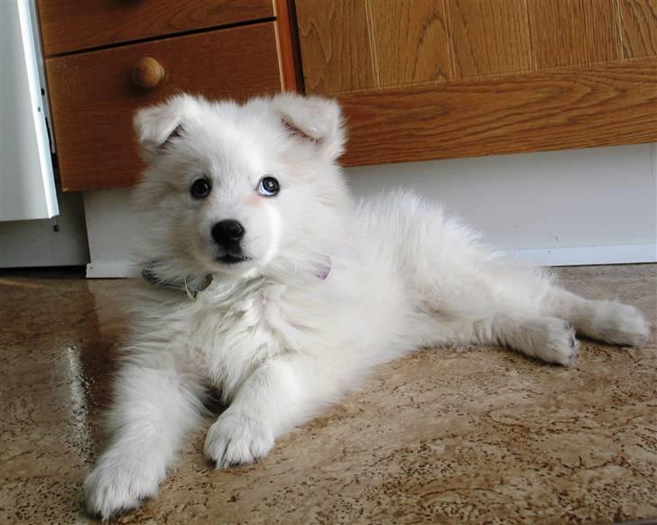 Samojedhund Kiwi  (hvalp) - endnu et billede af den smukke hund billede 3