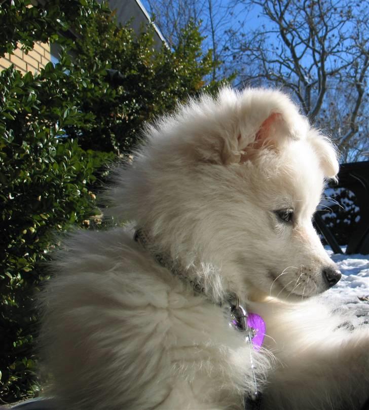 Samojedhund Kiwi  (hvalp) - her ligger kiwi og slikker sol:) billede 5