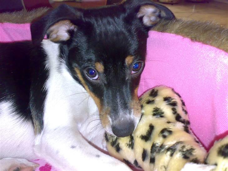 Dansk svensk gaardhund Mathilde - Hej. Jeg hedder Mathilde, og er bare sådan en lillle hund ;-) billede 1