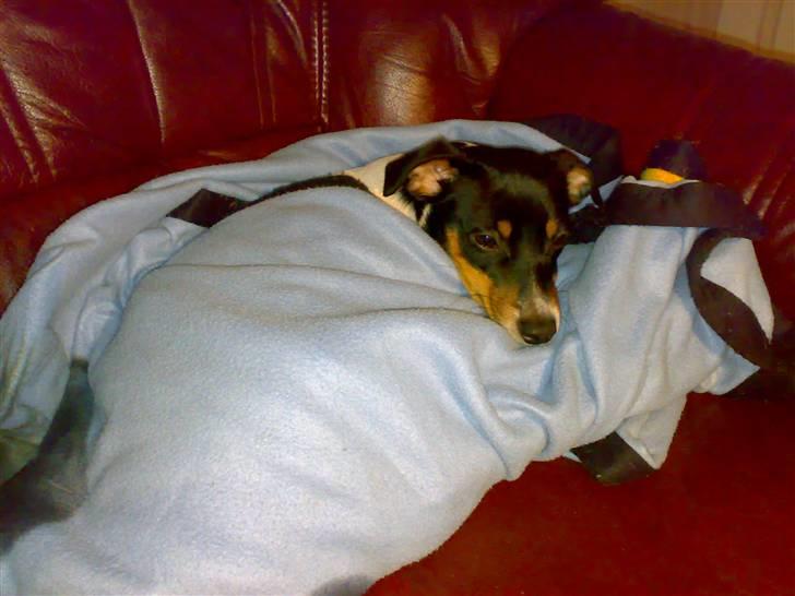 Dansk svensk gaardhund Mathilde - Min ynglingsbeskæftigelse... billede 2