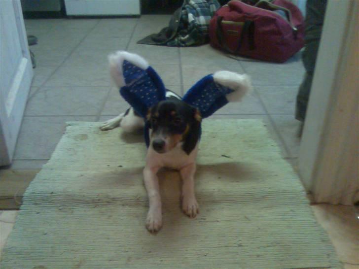 Dansk svensk gaardhund Mathilde billede 3