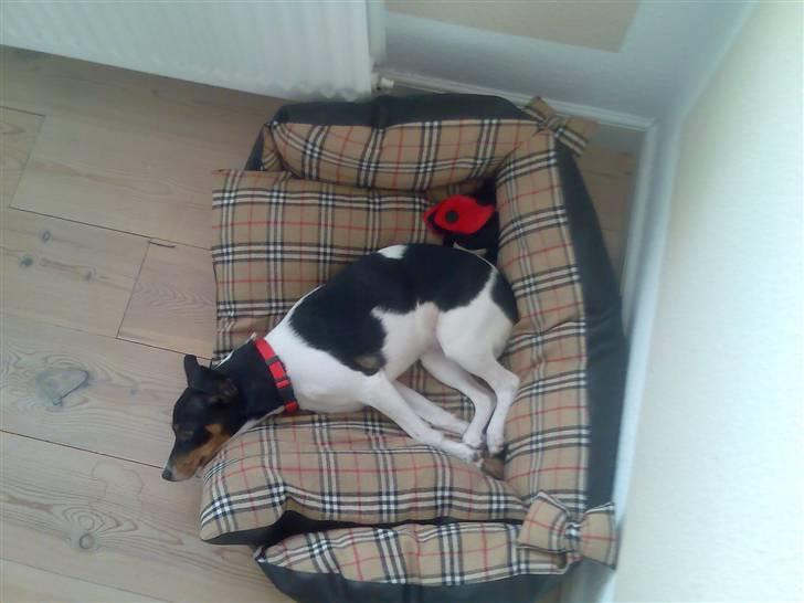 Dansk svensk gaardhund Mathilde - Zzzzzzzzz billede 4