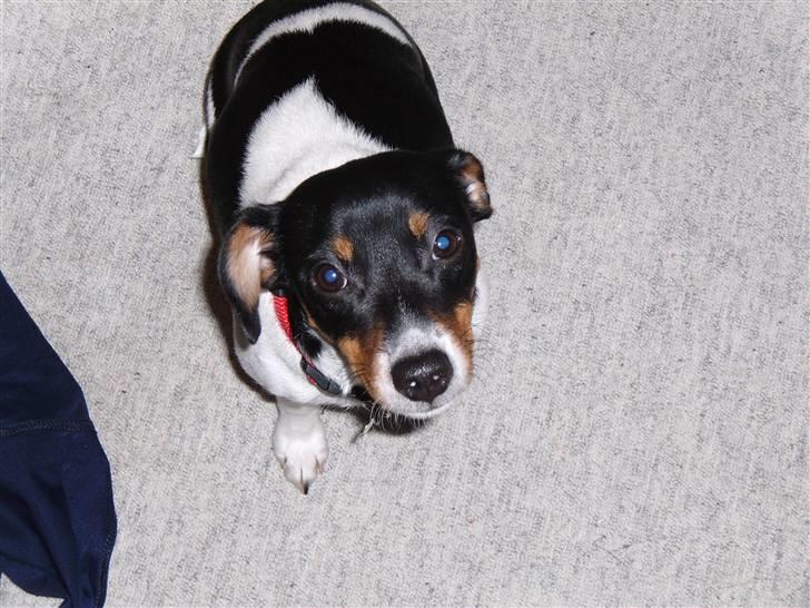 Dansk svensk gaardhund Mathilde - Kom nu.. Gi mig den hundehaps... billede 5