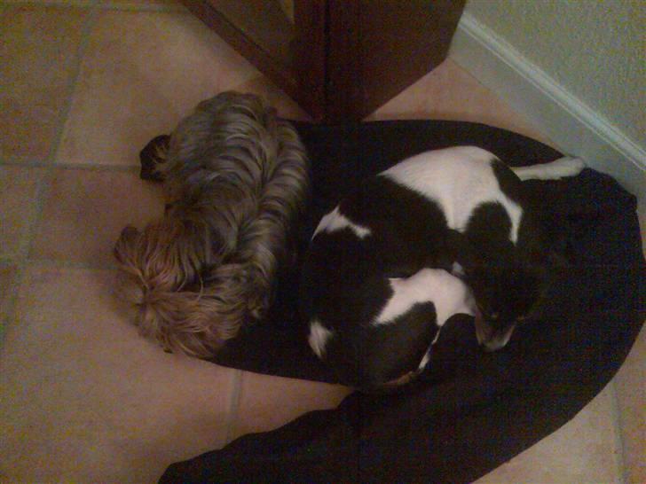 Dansk svensk gaardhund Mathilde - Mig og Ozzy putter på en trøje.. billede 6