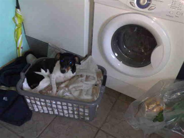 Dansk svensk gaardhund Mathilde billede 7