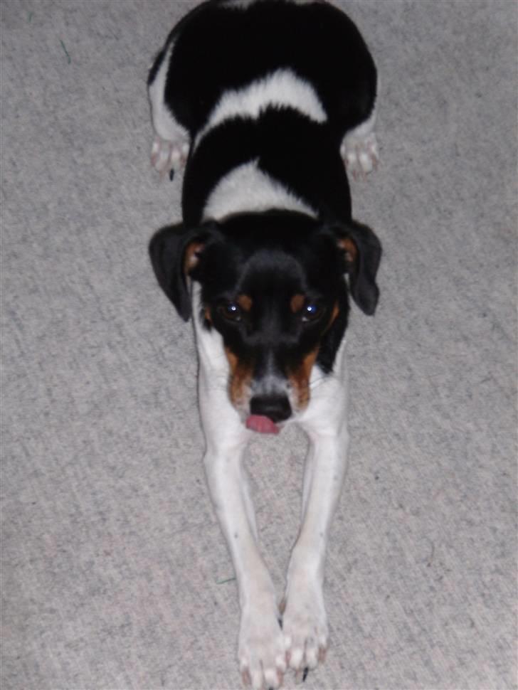 Dansk svensk gaardhund Mathilde billede 8