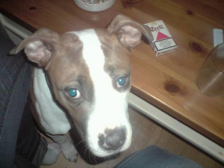 Amerikansk bulldog Olga billede 10