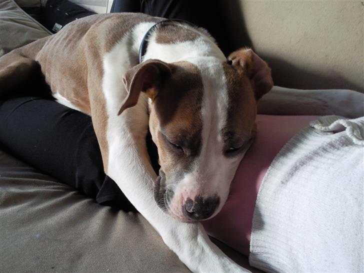 Amerikansk bulldog Olga billede 11