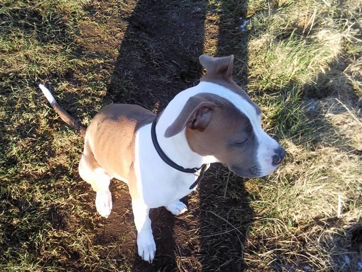 Amerikansk bulldog Olga billede 12