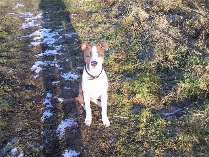 Amerikansk bulldog Olga billede 13