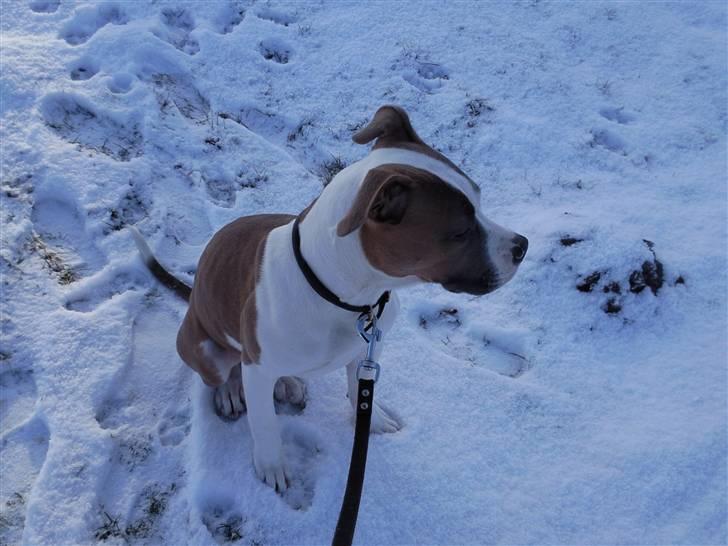 Amerikansk bulldog Olga billede 14