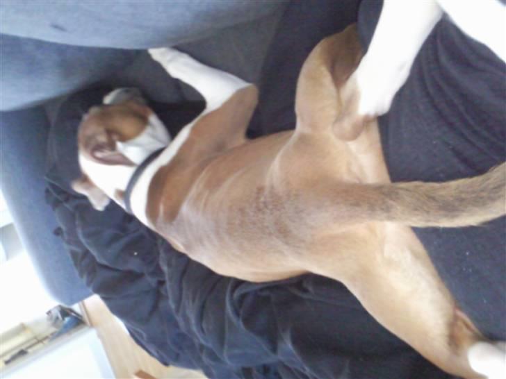 Amerikansk bulldog Olga billede 15