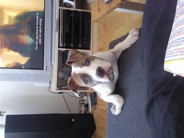 Amerikansk bulldog Olga billede 16