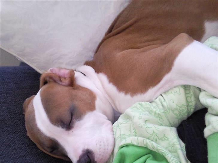 Amerikansk bulldog Olga billede 17