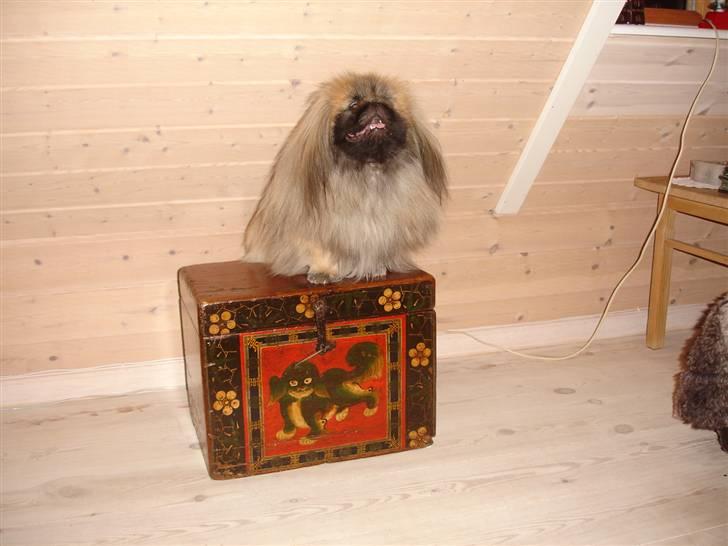 Pekingeser "Mo-Li-Shou" - Sidder på en kinesisk box med billede af Foo-hunden - som menes at være Pekingeserens old-gamle forfader -  . Mons tro vi stadig ligner hinanden?             billede 11