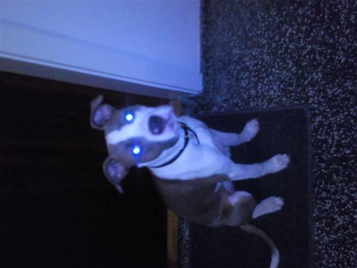 Amerikansk bulldog Olga billede 19