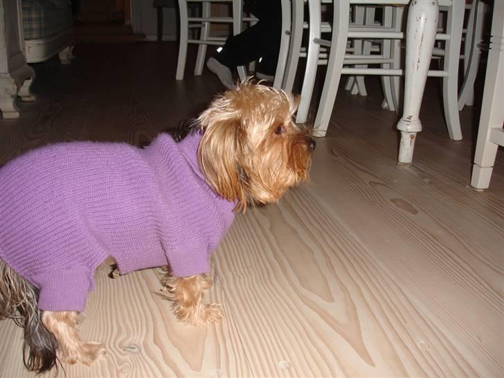 Yorkshire terrier "Nova" - Om vinteren er det godt at ha´ en sweater.  billede 12