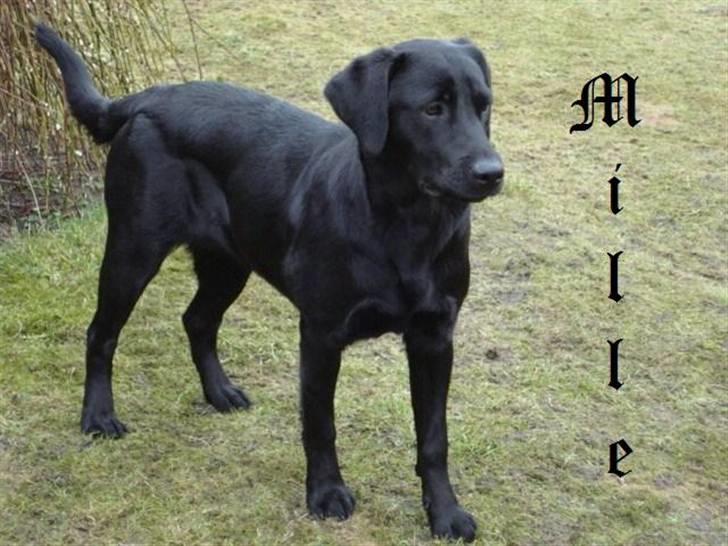 Labrador retriever Mille  - kalder du  hmmm. jeg kommer billede 1
