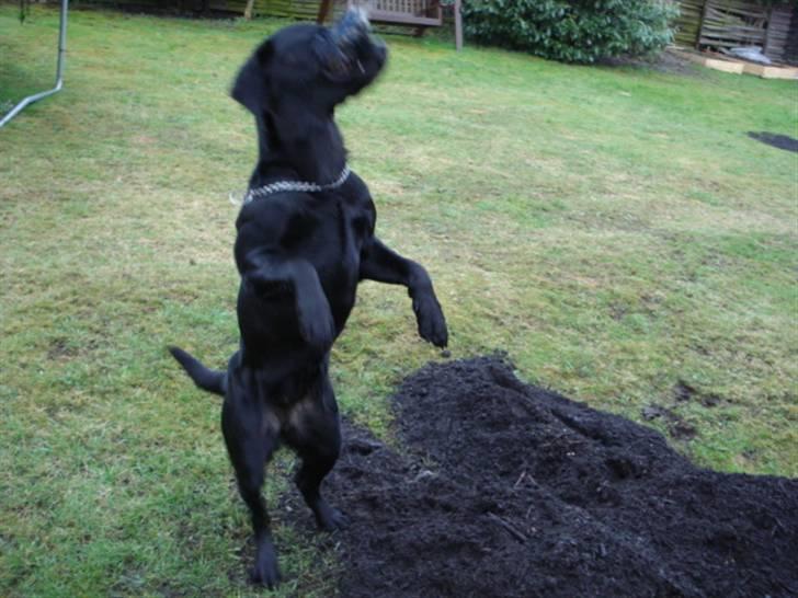 Labrador retriever Mille  - kom så ned øv altså billede 2