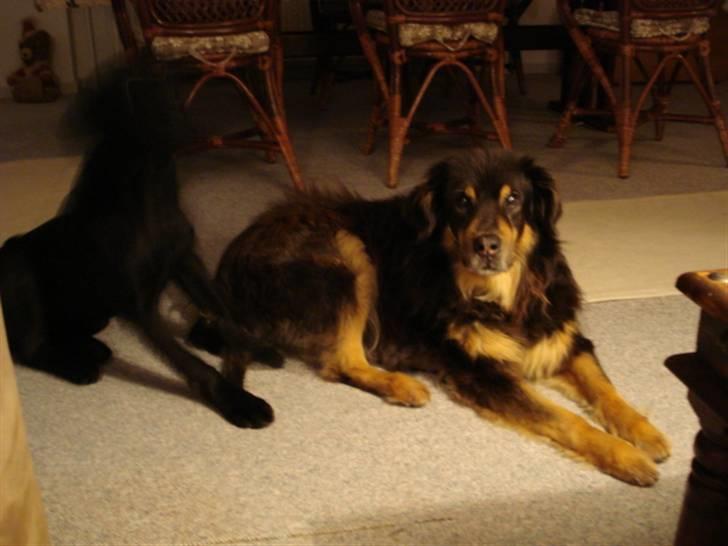 Labrador retriever Mille  - nu gider jeg ikke ligge her mer billede 3